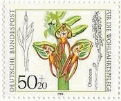 Aceras anthropophorum、ドイツ、1984年　ラン