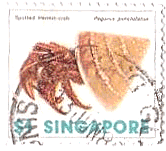 ヤドカリ（spotted hermit crab、シンガポール）（1977年）　
