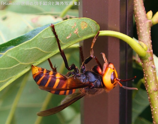 オオスズメバチ（大雀蜂、英: Japanese giant hornet、学名：Vespa mandarinia japonica）