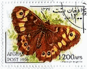 アフガニスタンの蝶　