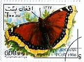 アフガニスタンの蝶　