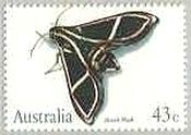 オオシモフリスズメの一種(Langia zenzeroides、オーストラリア）　蛾