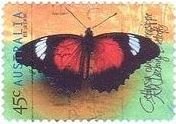 ハレギチョウ(Red Lacewing)　