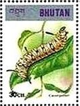 マダラチョウの一種の幼虫（Danaus danaus、ブータン）