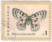 アポロウスバシロチョウ,Parnassius apollo（アゲハチョウ科）