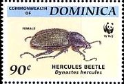 ヘラクレスオオカブト（Dynastes hercules）のメス　（ドミニカ）