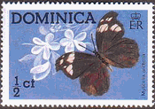Myscelia antholia（アカモンルリツヤタテハ）　ドミニカ