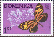 アトグロトラフマダラ（Lycorea ceres） 　ドミニカ　昆虫　蝶