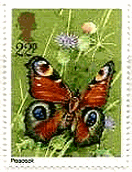 クジャクチョウ　蝶　イギリス