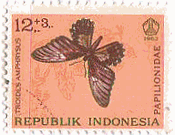 インドネシアの蝶（1963年）　アンフリススキシタアゲハ（Troides amphrysus）