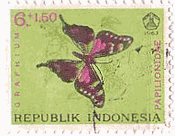 インドネシアの蝶（1963年）　ミイロタイマイ（Graphium weiskei）