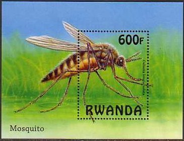 カ(Mosquito、ルワンダ）