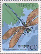 ミヤマカワトンボ（Calopteryx cornelia Selys）