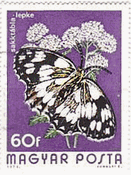 ハンガリーの蝶 Melanargia galathea 