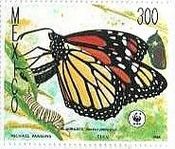 メキシコの蝶　Danaus plexippus