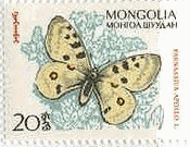 モンゴルの蝶　アポロウスバシロチョウ（Parnassius apollo）