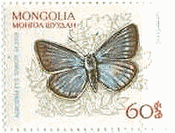 モンゴルの蝶　シロスジシジミ（Agrodiaetus damon）
