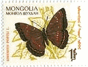 モンゴルの蝶　オオイチモンジ（Limenitis populi）