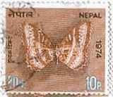 ネパールの蝶・蛾　ハレギチョウの一種（裏、Cethosia）