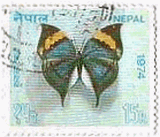 ネパールの蝶・蛾　コノハチョウ（Kallima inachus）