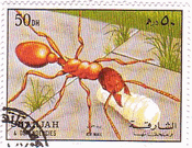 sharjahの蟻（アリ）