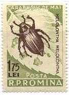 カナブンの一種（June bug、ルーマニア、1956年）