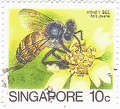 日本ミツバチ（Apis javana）　昆虫　シンガポール