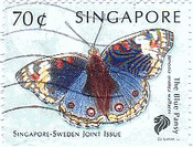 Blue Pansy（シンガポール）　蝶