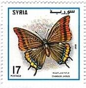 シリアの蝶　スペインフタオチョウ　 Charaxes jasius