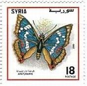 シリアの蝶　チョウセンコムラサキ（Apatura iris）
