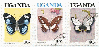 ウガンダの蝶　Hewitsonia boisduvali、Papilio echerioides、Acraea semivitrea