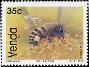 ミツバチ（Honey　Bee）