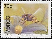 セイヨウオオマルハナバチ（Carder Bee）