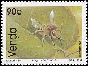 ミツバチ科（Leafcutter　Bee）