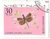 ネグロトンボ（Neurothemis tullia）　ベトナム　昆虫