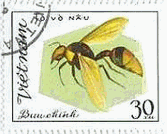 ルリモンハナバチの一種(Thyreus decorus),ツマグロスズメバチ(Vespa vespa),クロスジスズメバチ(Eumenes esuriens),アシナガバチの一種(Polistes polistes)　北ベトナム