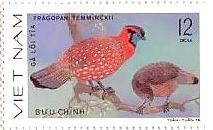 ベトナム　鳥　切手　ベニジュケイ（Tragopan temminckii） 