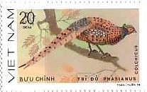 ベトナム　鳥　切手　コウライキジ（Phasianus colchicus）　雉