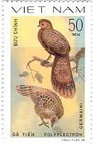 ベトナム　鳥　切手　カッショクコクジャク（Polyplectron germaini）
