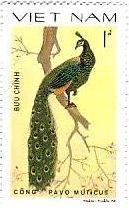 ベトナム　鳥　切手　キジ　雉　マクジャク（Pavo muticus）