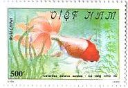 魚切手　金魚　ベトナム　紅頭魚（ホントウユイ） 