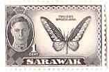 サラワク　世界最初　蝶　アカエリトリバネアゲハ