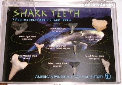 サメの歯　ﾆｭｰﾖｰｸ自然博物館　アンモナイト　カキ　化石