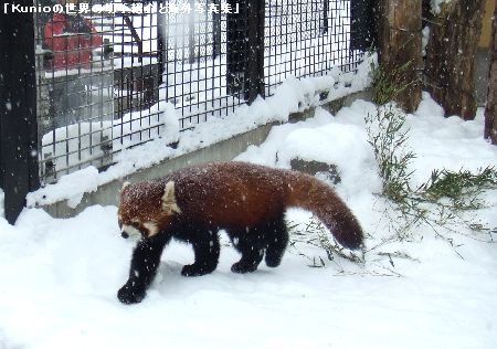 北海道・旭川・旭山動物園のレッサーパンダの写真