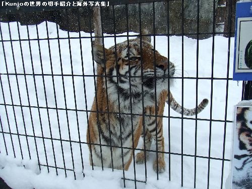 北海道・旭川・旭山動物園のトラとライオンの写真