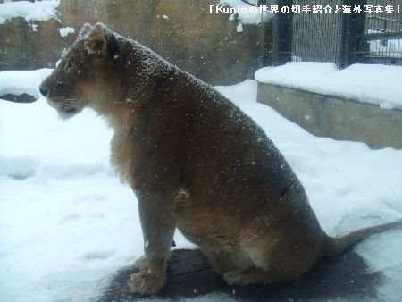 北海道・旭川・旭山動物園のトラとライオンの写真