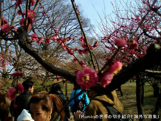 大阪城公園　梅祭り