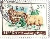 レバノンの羊