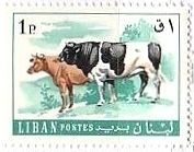 レバノンの乳牛　ミルク　ホルスタイン種