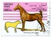 アフガニスタンの馬